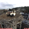 07_40-nest.jpg