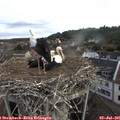 07_45-nest.jpg