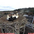 07_50-nest.jpg