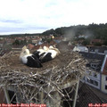 07_55-nest.jpg