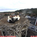 08_00-nest.jpg