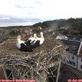 08_05-nest.jpg