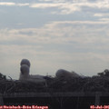 08_10-mast.jpg