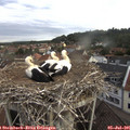 08_10-nest.jpg