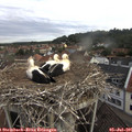 08_15-nest.jpg