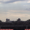 08_20-mast.jpg