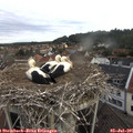 08_20-nest.jpg
