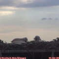 08_25-mast.jpg