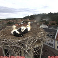 08_25-nest.jpg