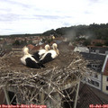 08_30-nest.jpg
