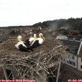 08_35-nest.jpg