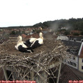 08_40-nest.jpg
