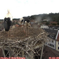 08_45-nest.jpg