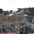 08_50-nest.jpg