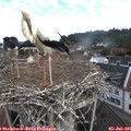 08_55-nest.jpg