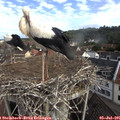 09_00-nest.jpg