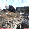 09_05-nest.jpg