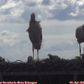 09_20-mast.jpg
