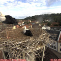 09_20-nest.jpg
