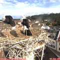09_25-nest.jpg
