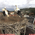 09_40-nest.jpg
