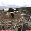 09_45-nest.jpg