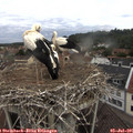 09_50-nest.jpg