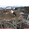 09_55-nest.jpg