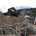 10_00-nest.jpg