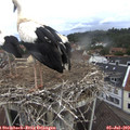 10_05-nest.jpg