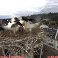 10_10-nest.jpg