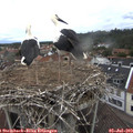 10_25-nest.jpg