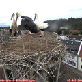 10_30-nest.jpg