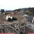10_45-nest.jpg