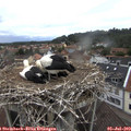 10_50-nest.jpg