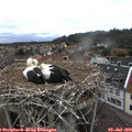 10_55-nest.jpg