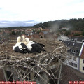 11_00-nest.jpg