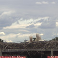 11_05-mast.jpg