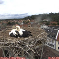 11_05-nest.jpg