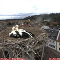 11_10-nest.jpg