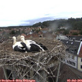 11_15-nest.jpg