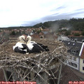 11_20-nest.jpg