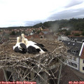 11_25-nest.jpg