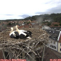 11_30-nest.jpg