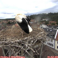 11_35-nest.jpg
