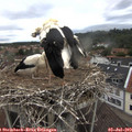 11_40-nest.jpg
