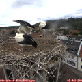 11_45-nest.jpg