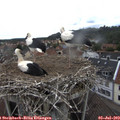 11_50-nest.jpg