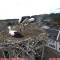 11_55-nest.jpg