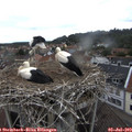 12_00-nest.jpg